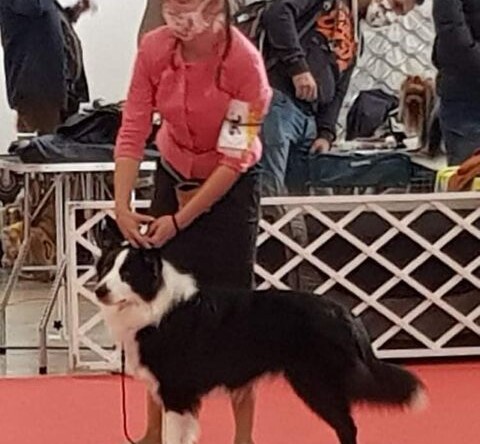 Békéscsaba CACIB results