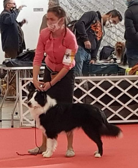 Békéscsaba CACIB results