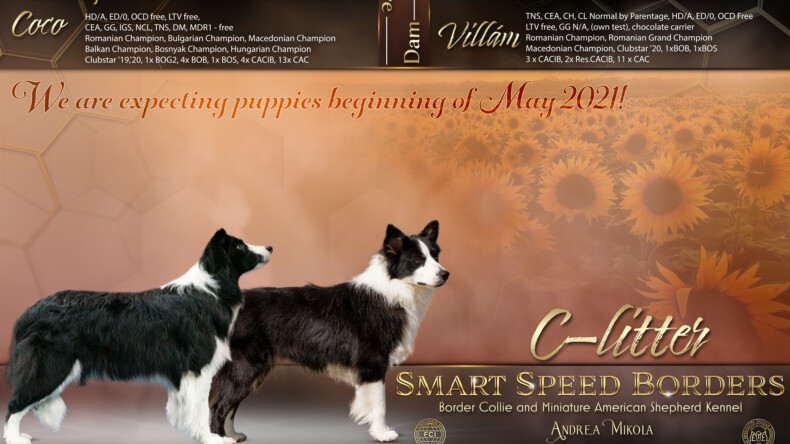 Our next litter is on the way!
